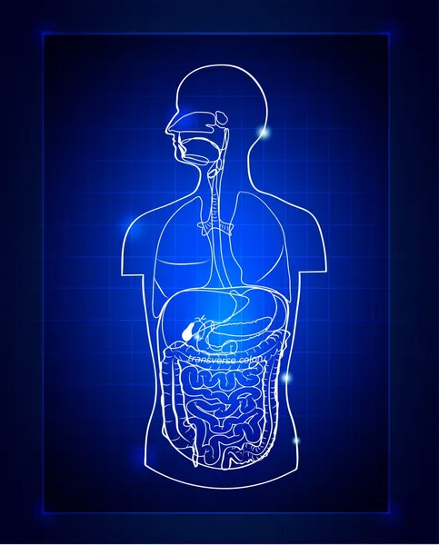 Système gastro-intestinal — Image vectorielle