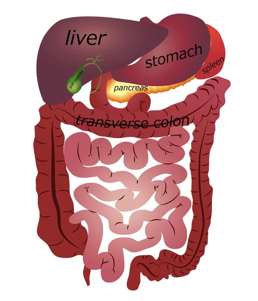 Tracto gastrointestinal — Archivo Imágenes Vectoriales