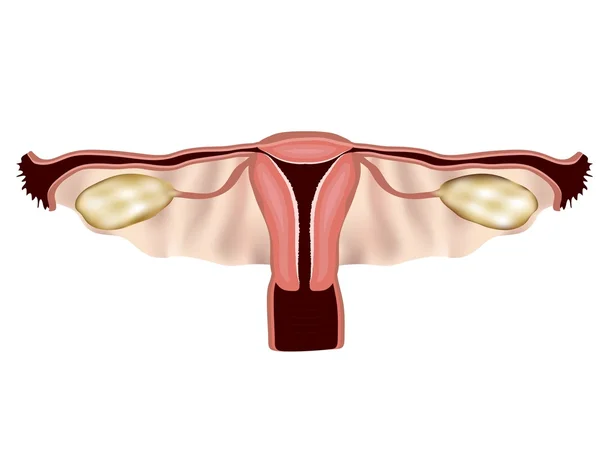 Órgano reproductor femenino — Archivo Imágenes Vectoriales