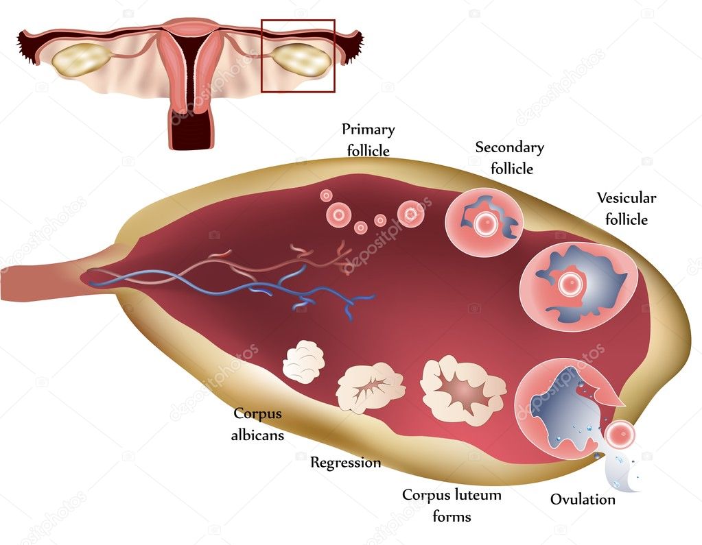 Ovary and ovulation process
