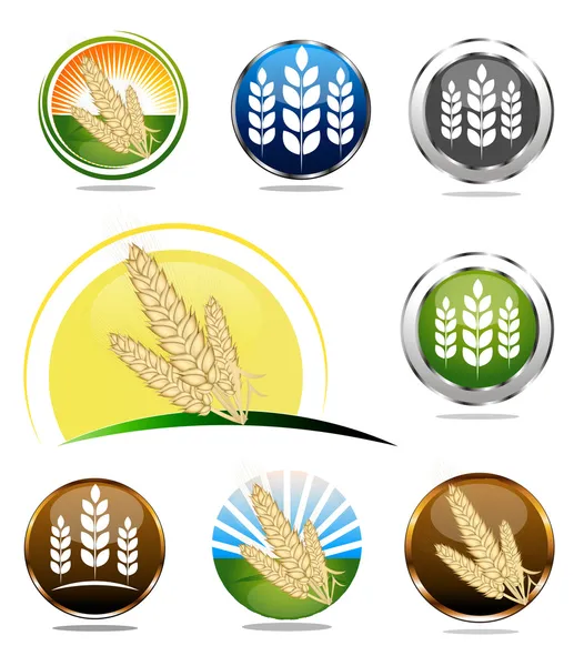 Coleção de ícones de trigo — Vetor de Stock