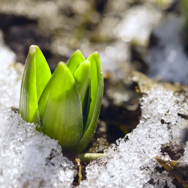 Groene lente in sneeuw — Stockfoto