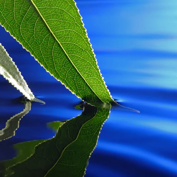 Zelený list v modré vodě — Stock fotografie