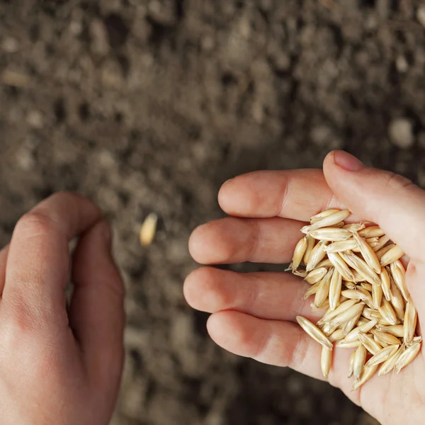 Sowing weat — Stock Photo, Image