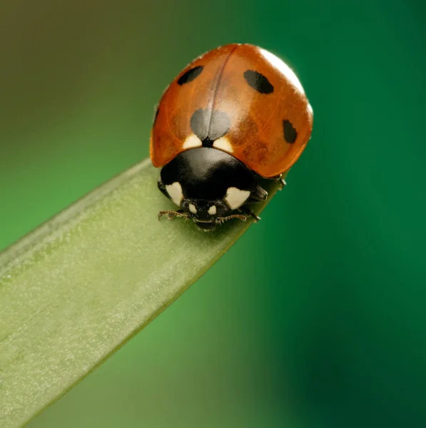 Ladybird on green leaf — Stock Photo, Image