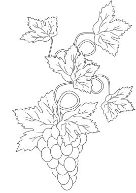 Silhouette of branches of grapes clipart