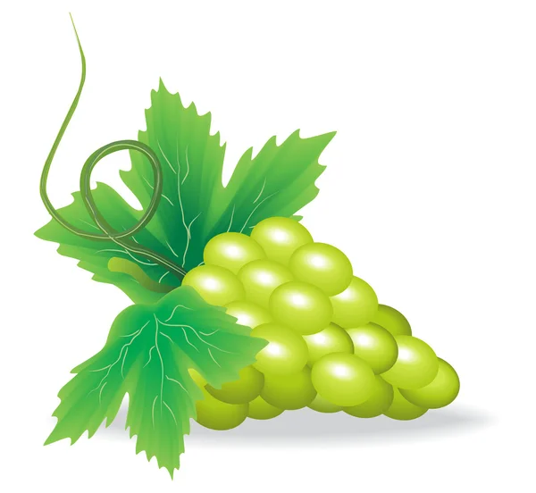 stock vector Branch of green grape