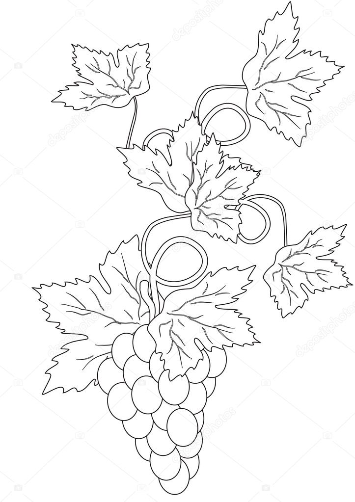 Silhouette of branches of grapes