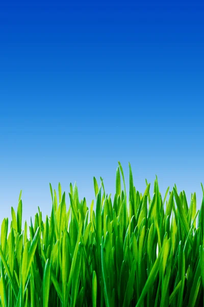 Yeşil çimen, mavi gökyüzü — Stok fotoğraf