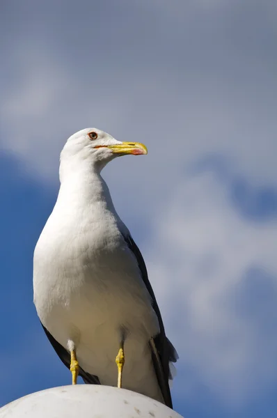 stock image Seagull standing