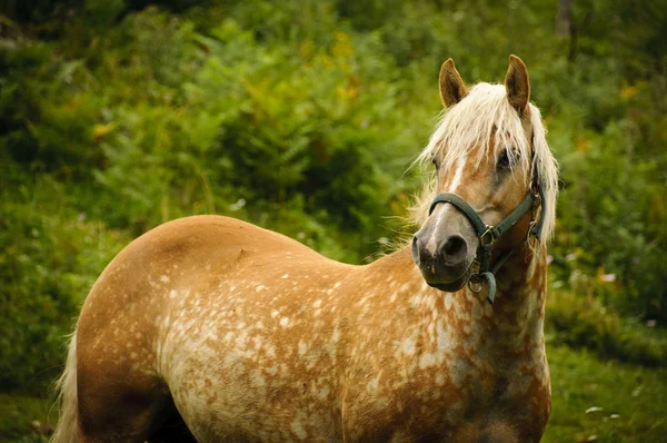 Cavalo castanho em um pasto — Fotografia de Stock