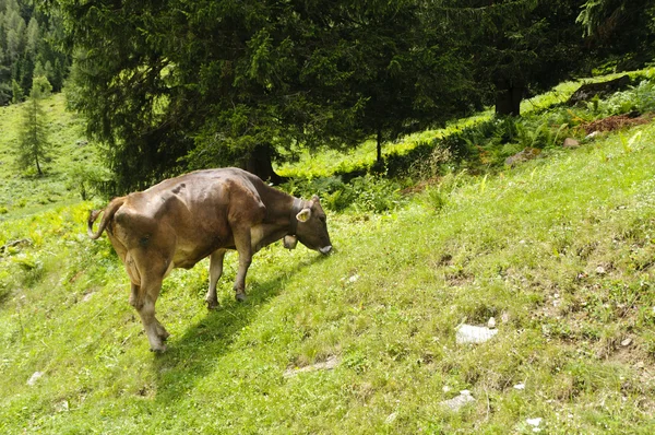 牛群在牧场上 — 图库照片