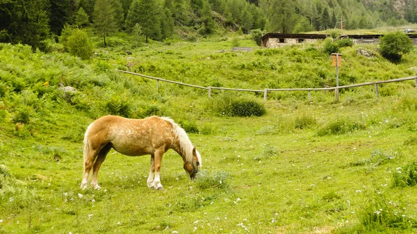 牧草中的褐马 — 图库照片