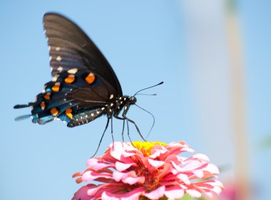 Pipevine Swallowtail feeding on a pink Zinnia clipart