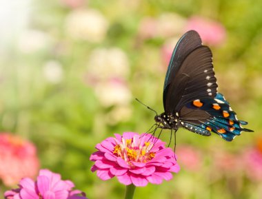 Mavi yanardöner pipevine swallowtail, Beaten philenor kelebek