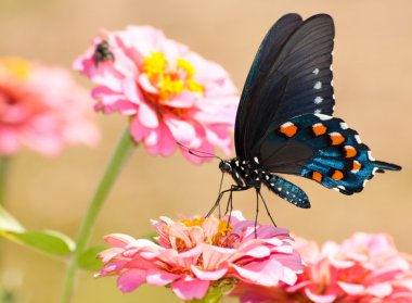 Beautiful Pipevine Swallowtail butterfly feeding on pink Zinnia clipart