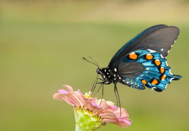 Pipevine Swallowtail butterfly feeding on a Zinnia clipart