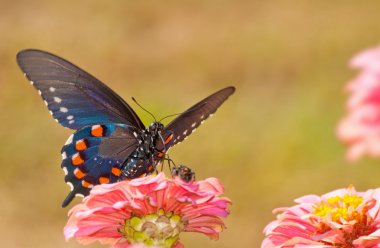 güzel yanardöner mavi pipevine swallowtail