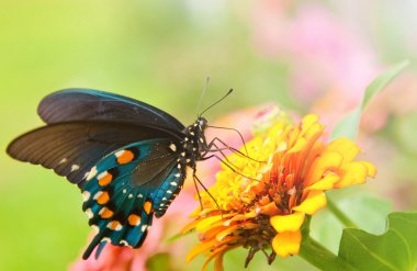 güzel yanardöner yeşil swallowtail kelebek