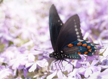 rüya gibi görüntü pipevine swallowtail kelebek