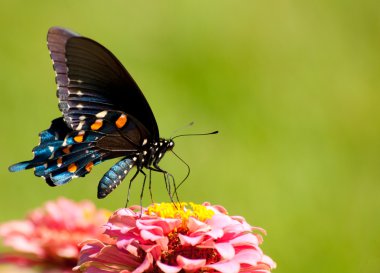 Beautiful iridescent blue Pipevine Swallowtail butterfly clipart