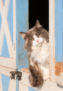 Diluted calico cat sitting on a half door of a blue barn clipart