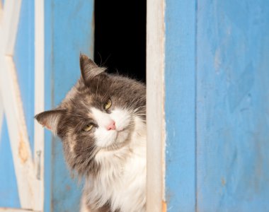 Calico cat peeking out of a blue barn clipart