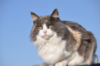 Beautiful long haired diluted calico cat clipart