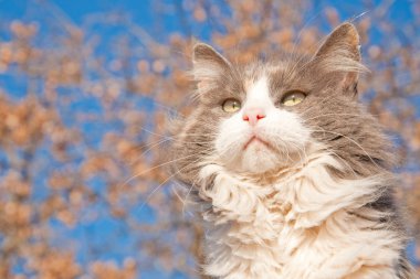 güzel uzun saçlı seyreltilmiş alaca kedi mavi gökyüzü