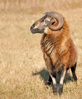 Mera RAM'de yakışıklı barbados kara karınlı