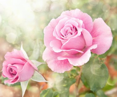 Dreamy image of a beautiful pink rose in the garden clipart