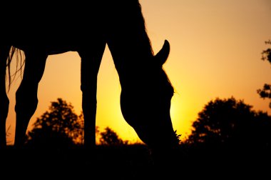 Silhouette of a horse grazing against rising sun clipart