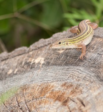 Six-lined Racerunner whiptail camouflaged on a tree stump clipart