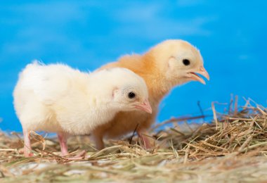 Two Easter chicks in hay against painted blue background