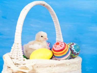 Yellow Easter chick in a basket with colorful easter eggs clipart