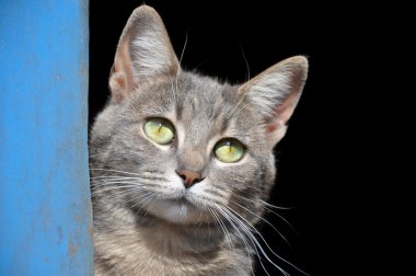 güzel mavi tekir kedi mavi ahırdan seyir