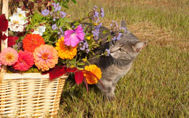 Blue tabby cat sniffing brilliantly colored flowers clipart