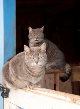 Two beautiful blue tabby cats resting at a barn door clipart