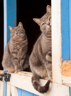 Matching pair of blue tabby cats sitting on top of a Dutch door clipart