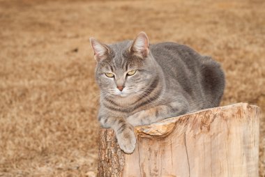 Blue tabby cat resting on top of a tree stump clipart