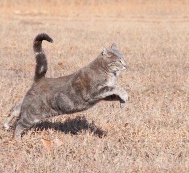 güzel mavi tekir kedi kuru kış otların arasında çalışırken sıçrayan