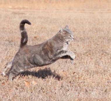 Beautiful blue tabby cat leaping while running in dry winter grass clipart