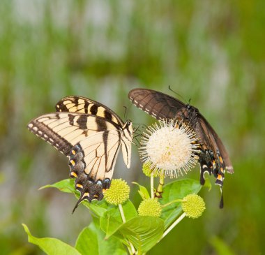 Yellow Eastern Tiger Swallowtail feeding on a buttonbush flower clipart