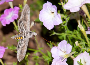 güzel domates hornworm güve bir Petunya besleme