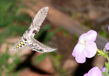 Tomato hornworm moth in flight clipart