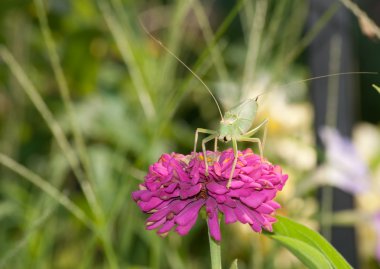 pembe zinnia çiçeği üzerinde doğru katydid