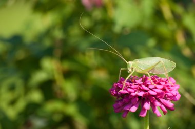 pembe zinnia çiçeği üzerinde doğru katydid