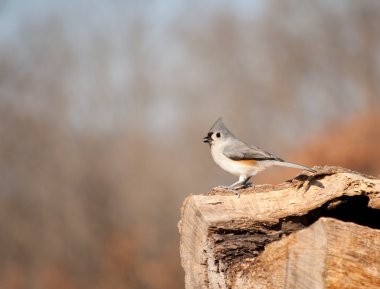 Tufted Titmouse perched on a log clipart