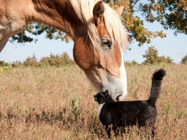 Small black and white cat rubbing himself against a huge Belgian Draft horse clipart