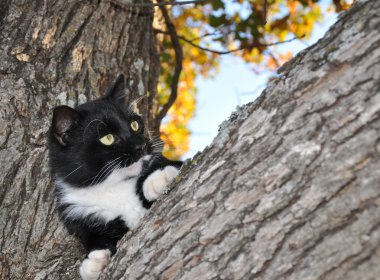 bir ağaçta anlamlı siyah beyaz smokin kedi